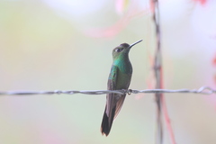 Heliodoxa leadbeateri