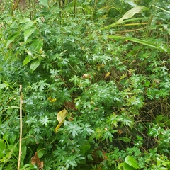 Geranium sibiricum