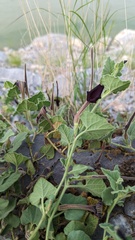 Aristolochia wrightii