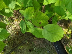 Corylus cornuta