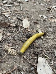 Ariolimax dolichophallus