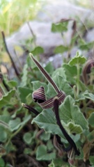 Aristolochia wrightii