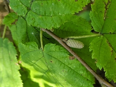Corylus cornuta
