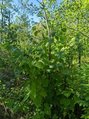 Corylus cornuta