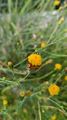 Porophyllum scoparium