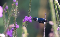 Chaetocercus heliodor