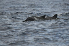 Stenella longirostris
