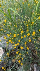 Porophyllum scoparium