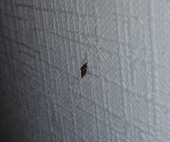 Coquillettidia perturbans