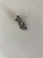 Chrysodeixis includens