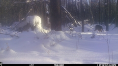 Odocoileus virginianus