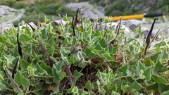 Aristolochia wrightii