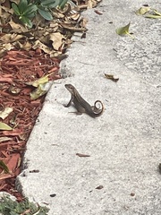 Leiocephalus carinatus