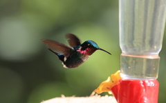 Chaetocercus heliodor