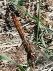 Trithemis annulata