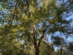 Liriodendron tulipifera