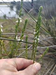 Gnidia spicata