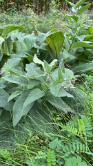 Symphytum officinale