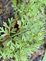 Chaerophyllum procumbens