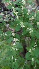 Lippia graveolens