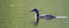 Podiceps grisegena