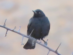 Onychognathus nabouroup