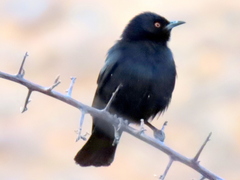 Onychognathus nabouroup