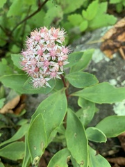 Hylotelephium telephioides