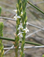 Gnidia spicata