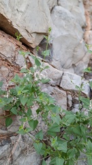 Brickellia coulteri