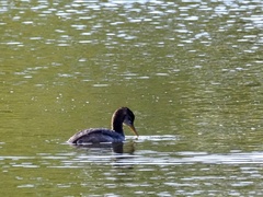 Podiceps grisegena