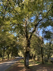Liriodendron tulipifera