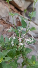 Brickellia coulteri