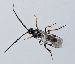 Microgastrinae