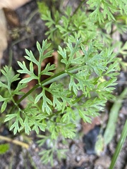 Chaerophyllum procumbens