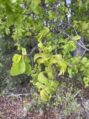 Nothofagus glauca
