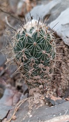 Coryphantha durangensis