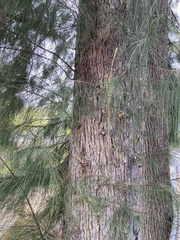 Casuarina
