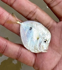 Selene setapinnis