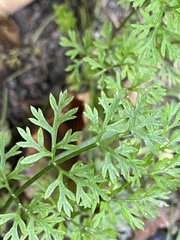Chaerophyllum procumbens