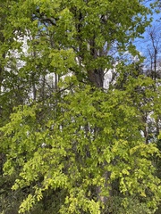 Nothofagus glauca