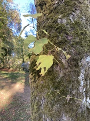Liriodendron tulipifera