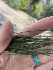 Casuarina