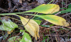 Allium microdictyon