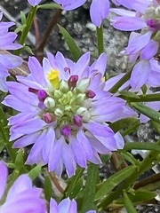 Polygala curtissii