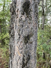 Nothofagus glauca