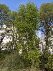 Nothofagus glauca