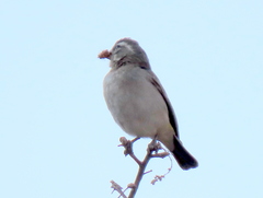 Crithagra albogularis