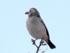 Crithagra albogularis