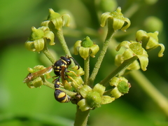 Eumenes mediterraneus